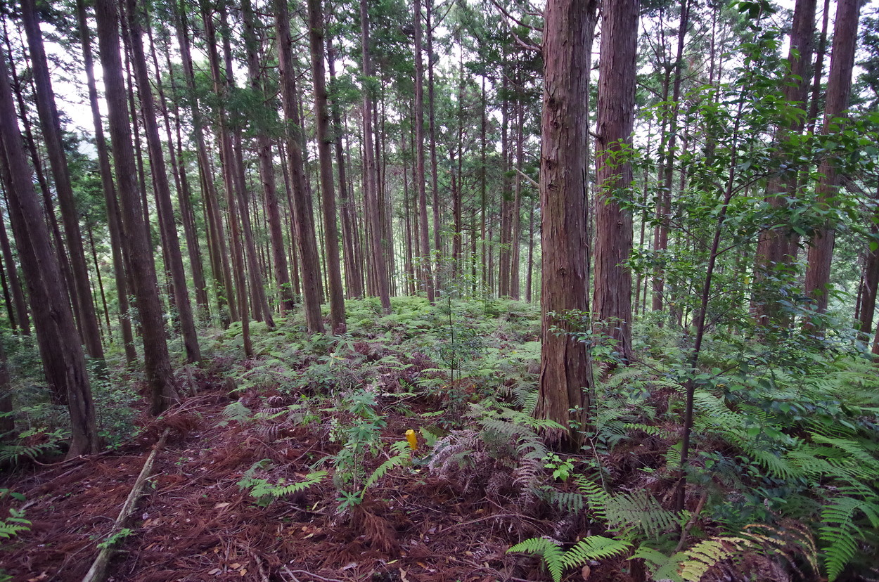   和歌山県東牟婁郡古座川町大桑にある実測1万5000坪の普通林です。