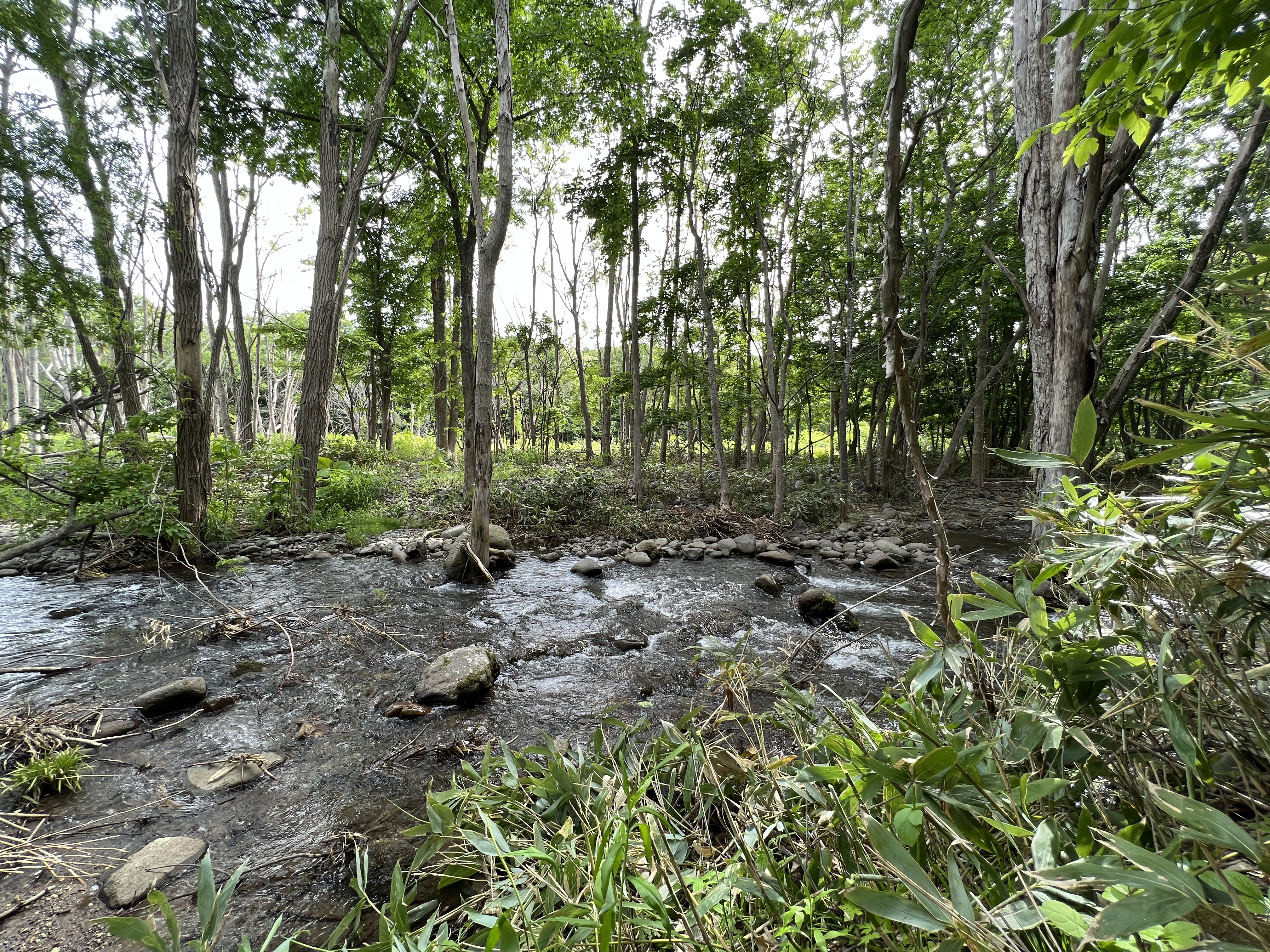   【山林】他の山林を見る