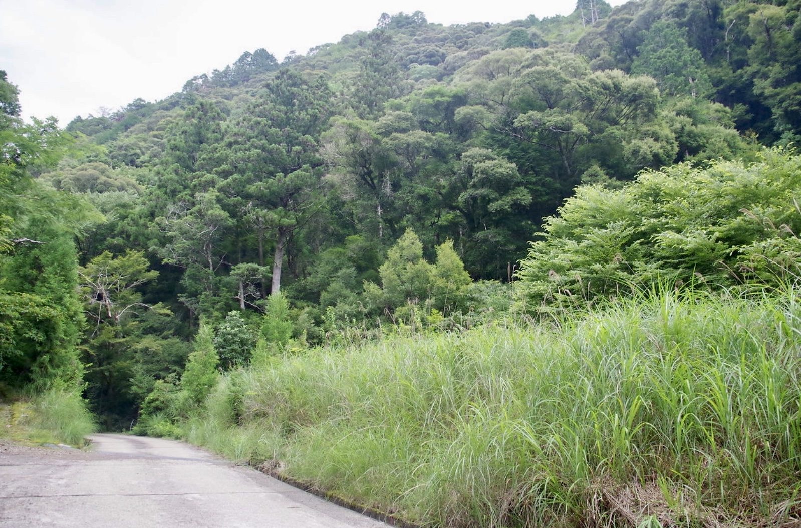   和歌山県田辺市にある50万坪の山林です。4900万円(応相談)