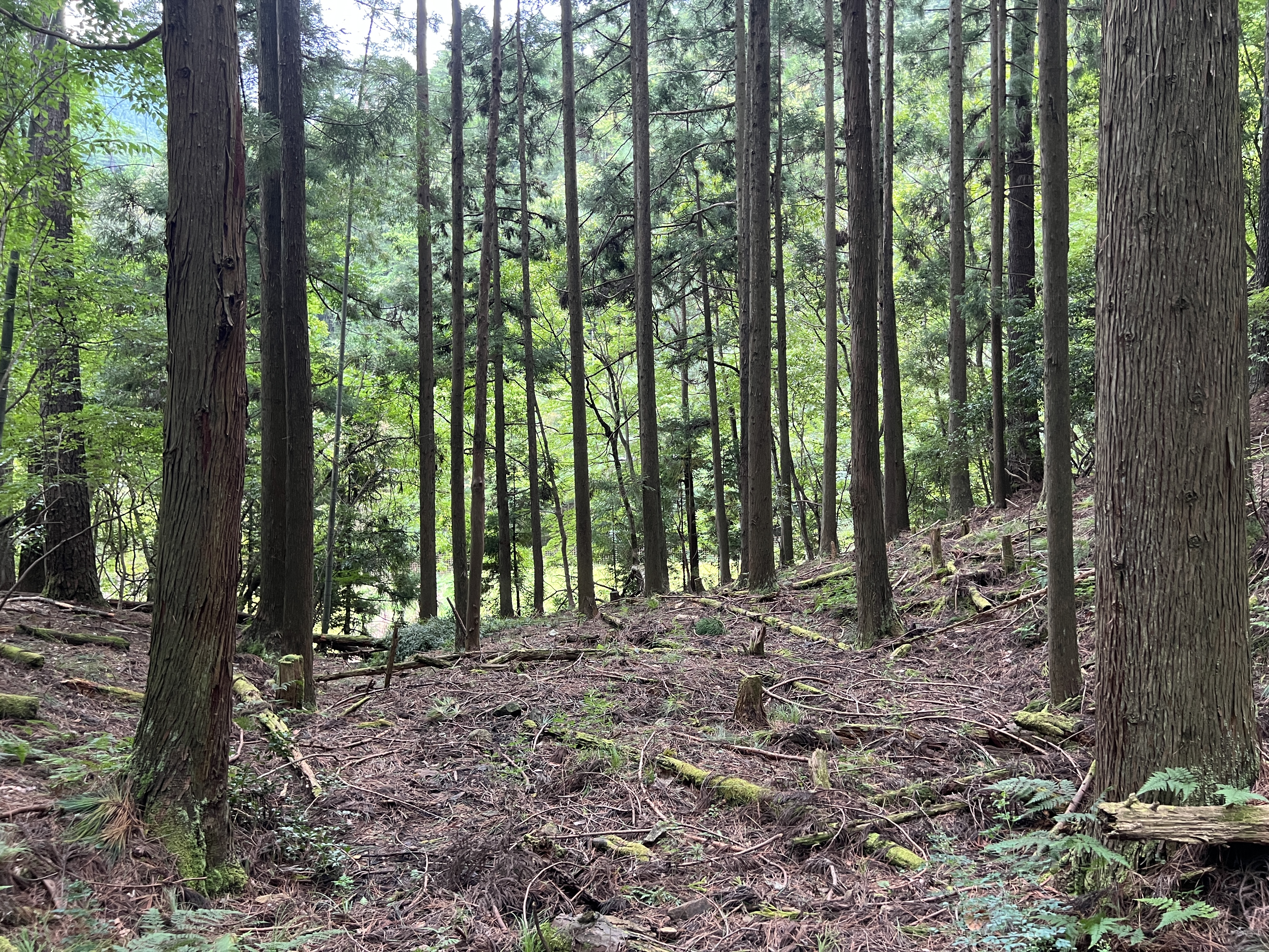   兵庫県朝来市上八代に所在する1万1000坪の普通林です。190万円
