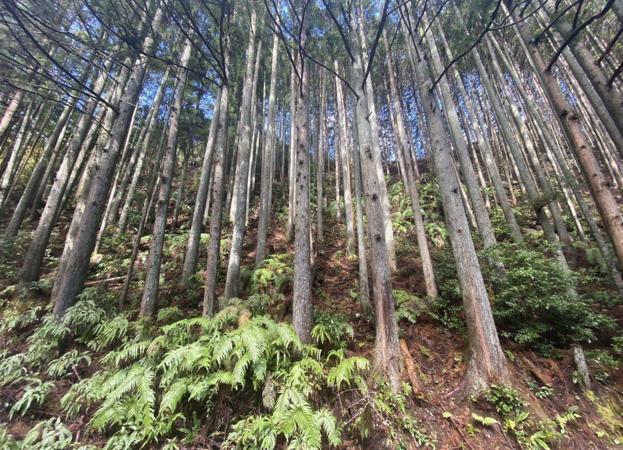 山林喋血
