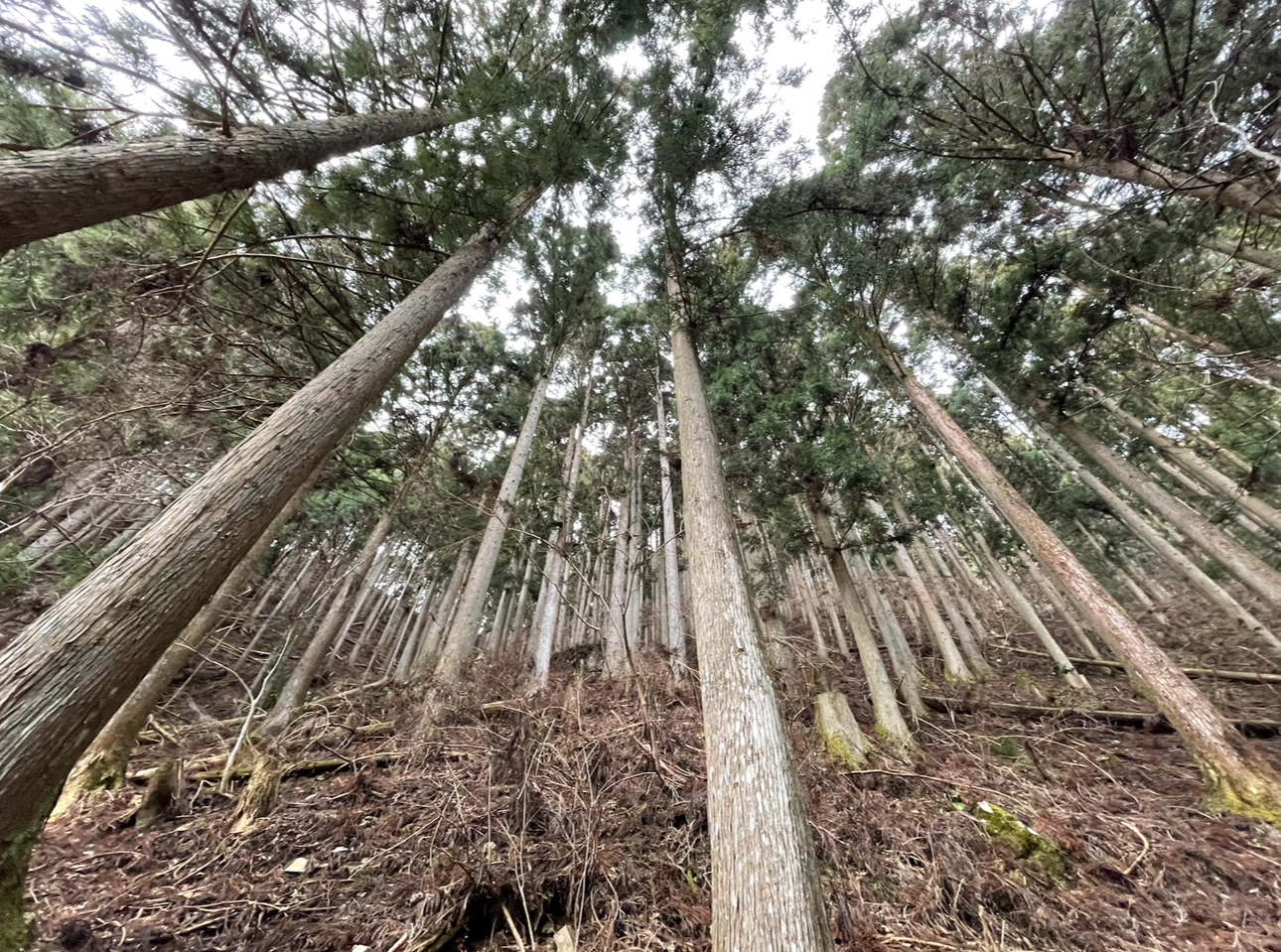   【山林】他の山林を見る