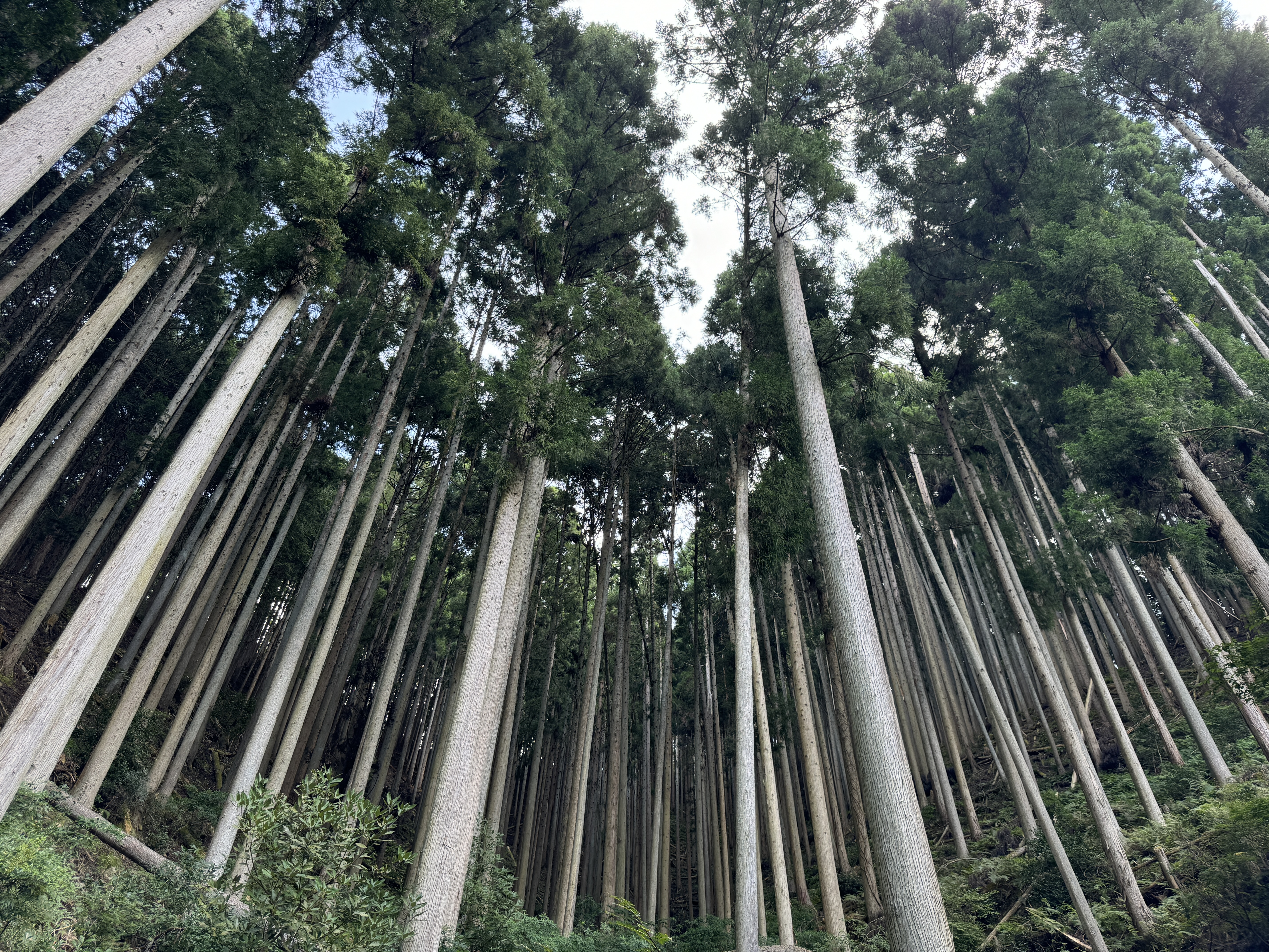   京都府福知山市三和町大原に所在する1万4000坪の山林です。　150万円(応相談)