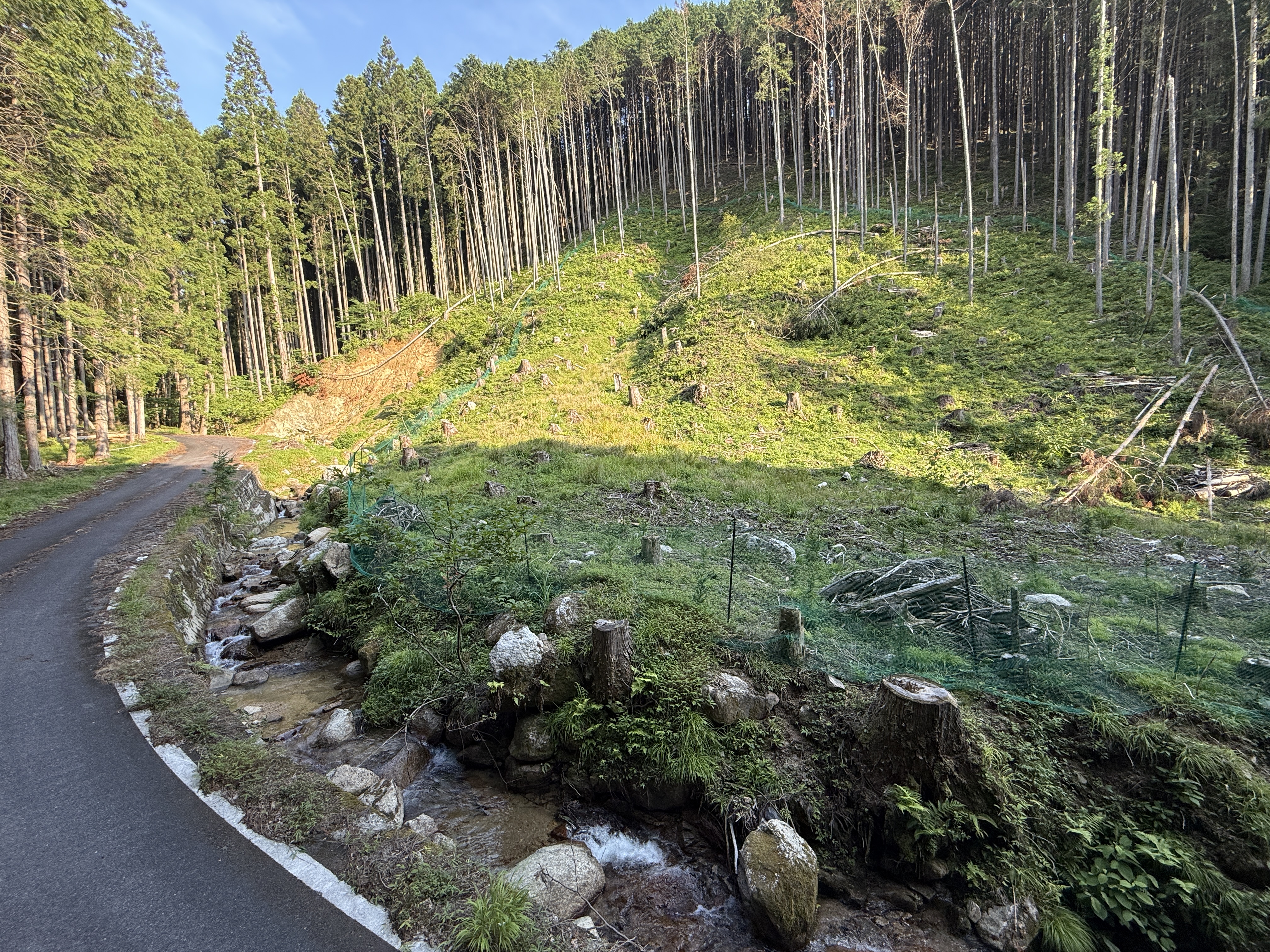   【山林】他の山林を見る
