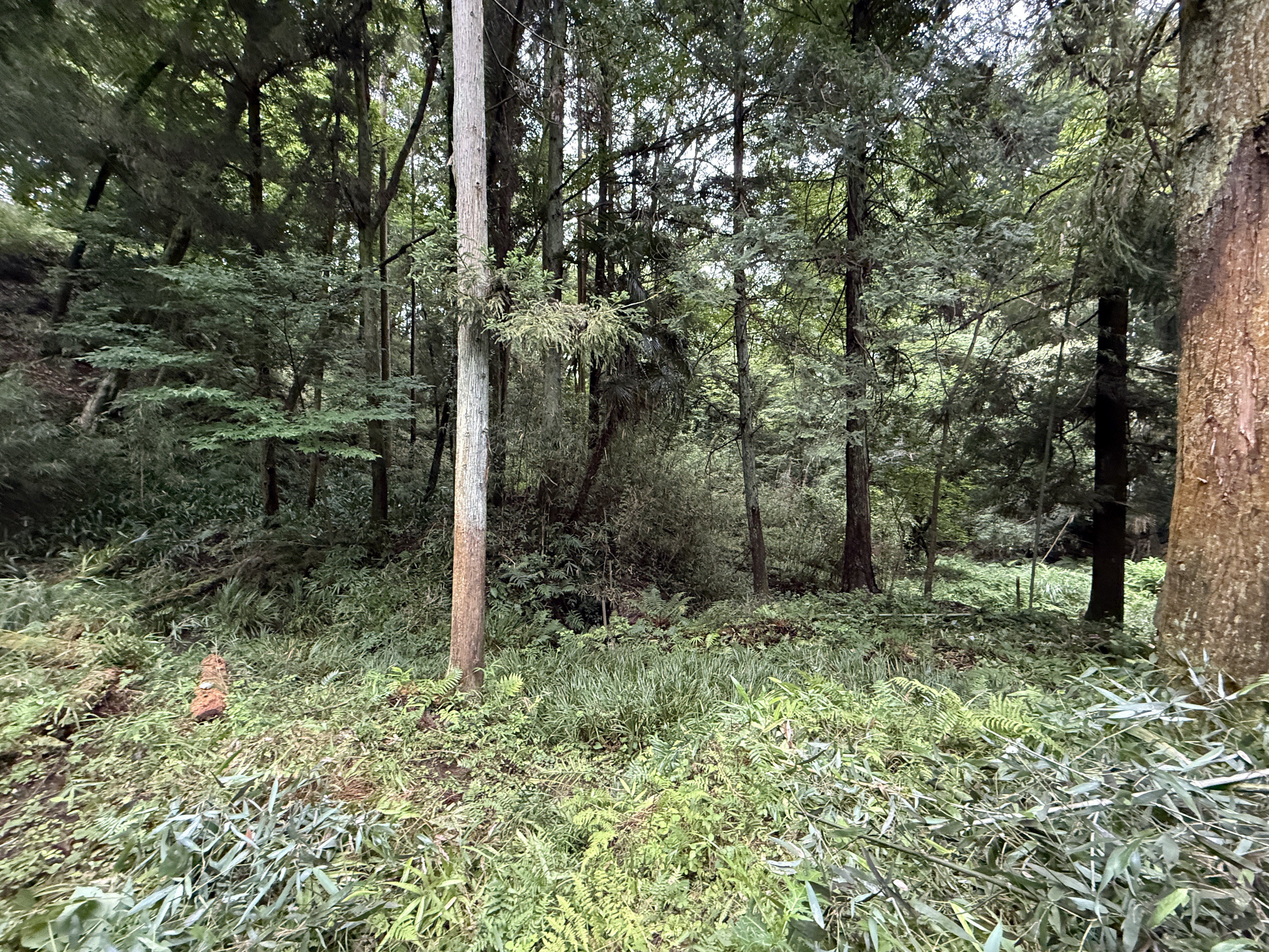   神奈川県秦野市名古木にあるファミリーキャンプに最適な400坪の山林です。敷地内に湧き水有。沢2ｹ所有り。60万円（応相談）